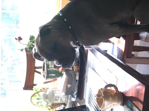 /Images/uploads/Humane Society of Utah/HSUCalendar/entries/1037thumb.jpg